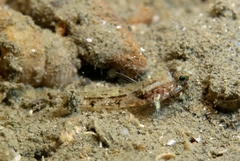 Massuti's Goby photo 2