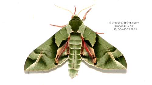 Callambulyx tatarinovii