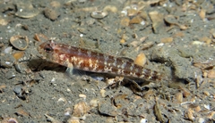 Kestrel Goby photo 3