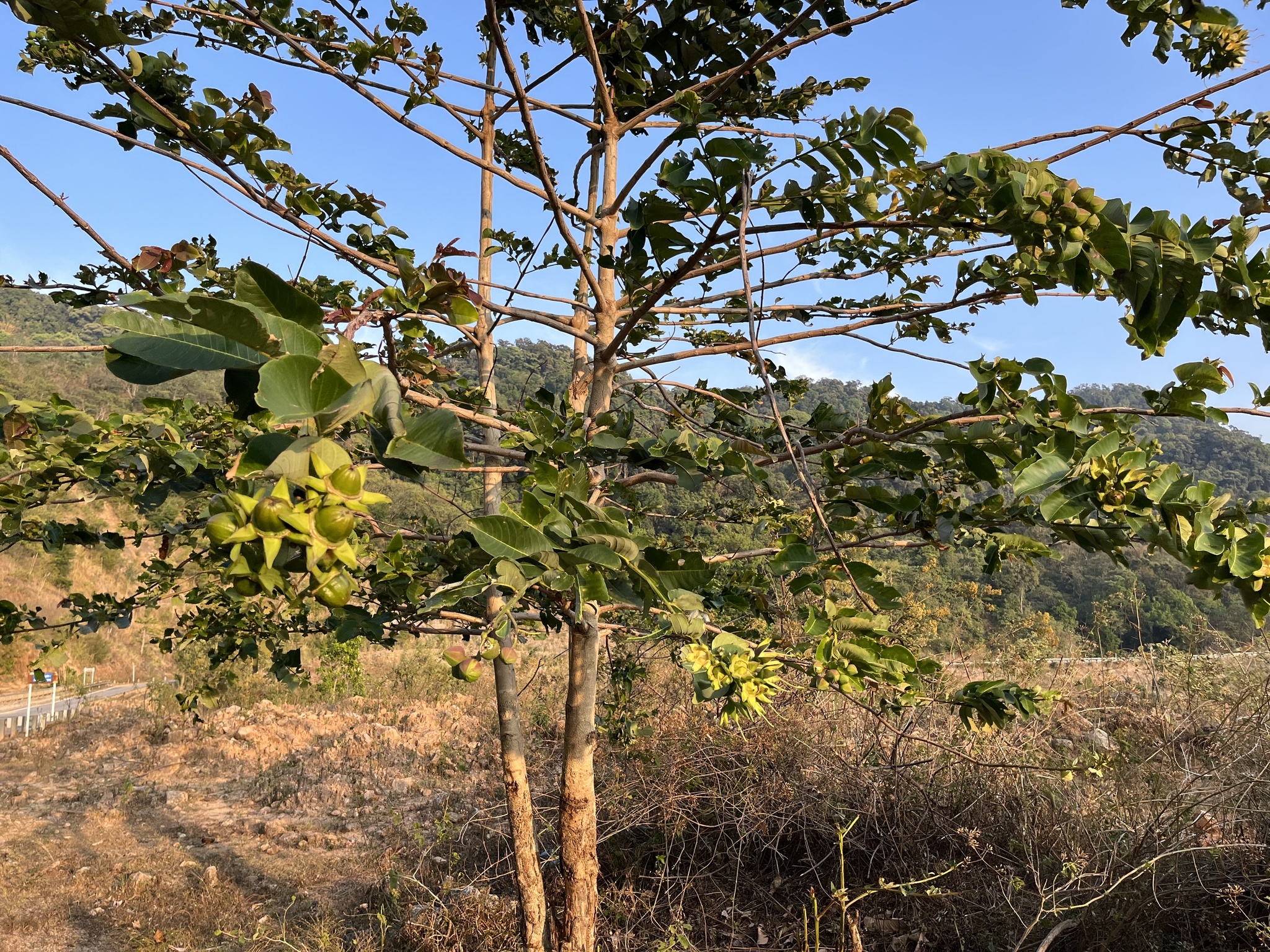 Duabanga grandiflora — ảnh 3
