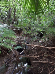 Polyplectropus