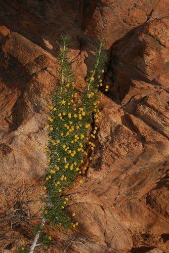 Euryops namibensis image