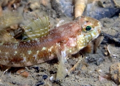Kestrel Goby photo 2