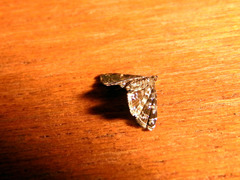 Drosophantis caeruleata
