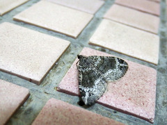Xanthorhoe curcumata