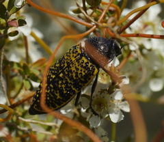 Stigmodera macularia