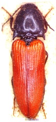 Ampedus sanguineus