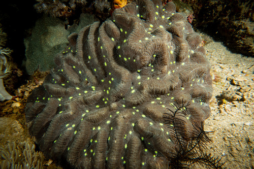Lobophyllia agaricia observed 2023-02-15