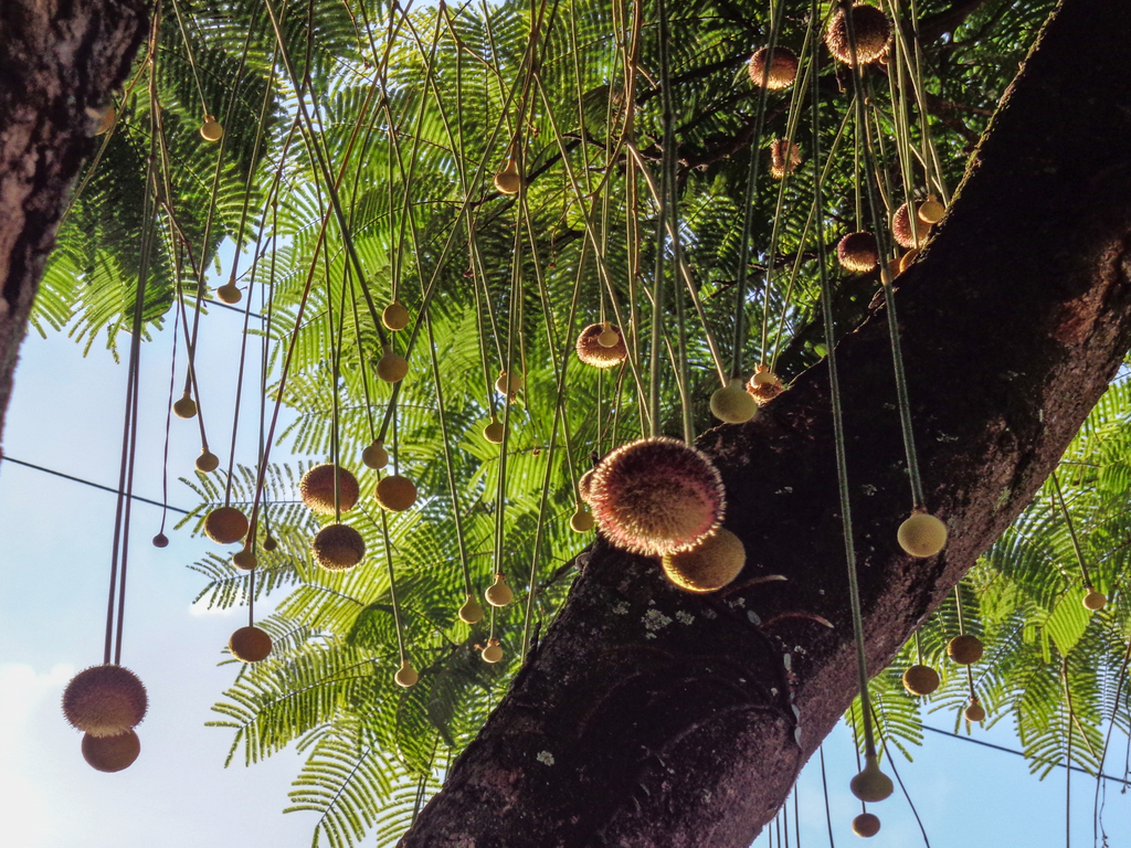 Parkia pendula