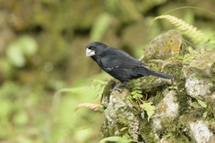 Large-Billed Seed-Finch photo 2