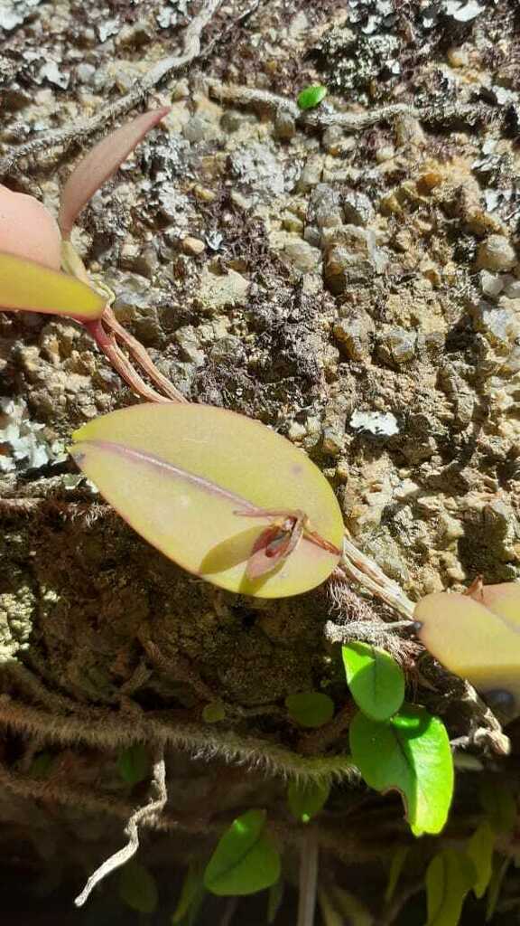 Acianthera saundersiana