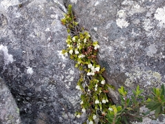 Dwarf Heath (Erica depressa)