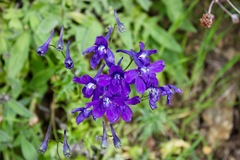 Delphinium decorum