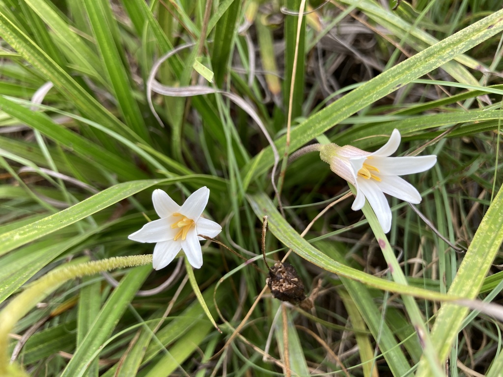 Xerophyta schlechteri