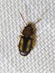 Laemophloeus terminalis