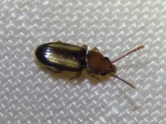 Laemophloeus terminalis