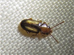 Laemophloeus terminalis