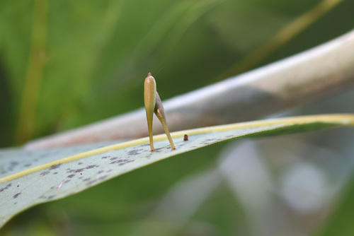 Daphnephila stenocalia