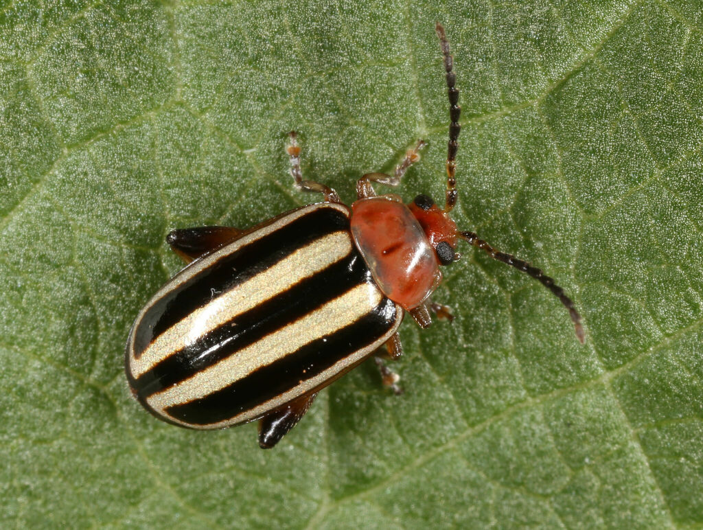 Pigweed Flea Beetle