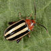 Escarabajo Pulga del Amaranto - Photo (c) jcowles, algunos derechos reservados (CC BY), subido por jcowles
