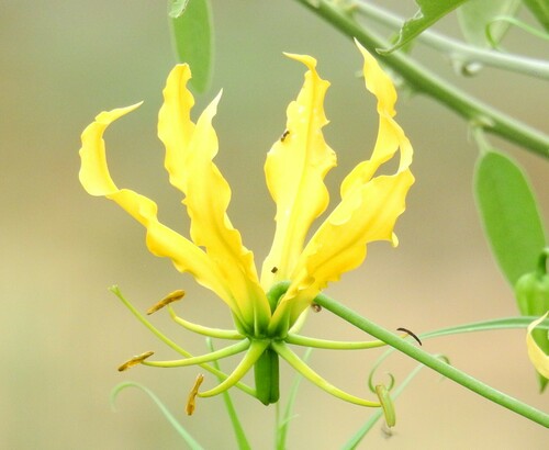flame lily