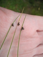Isolepis sepulcralis