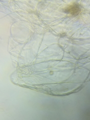 Cortinarius causticus