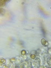 Cortinarius causticus