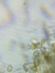 Cortinarius causticus