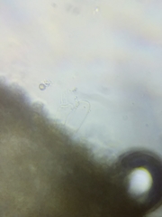 Cortinarius causticus