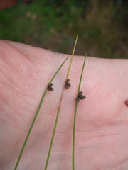 Isolepis sepulcralis