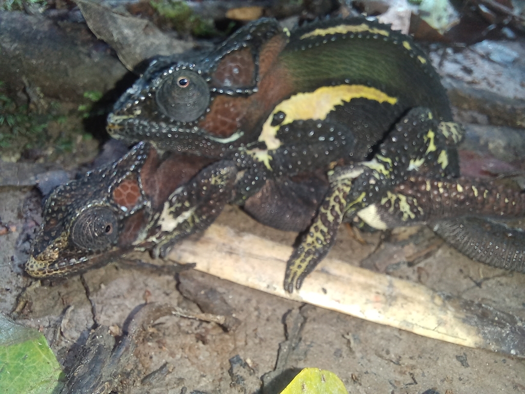 Knysna Dwarf Chameleon from Eden, ZA-WC, ZA on March 12, 2023 at 12:11 ...