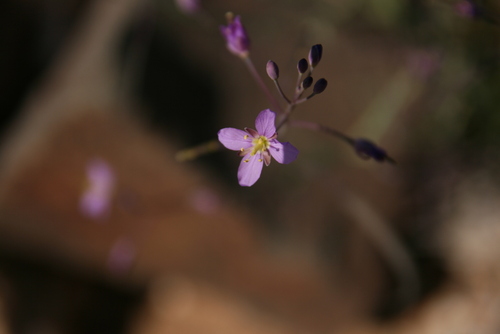 Heliophila minima image