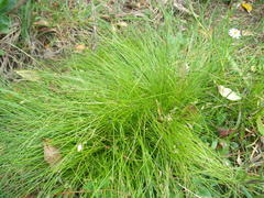 Isolepis sepulcralis