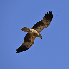 Whistling Kite photo 5