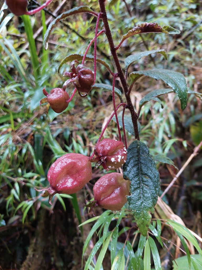 Burmeistera fuchsioides