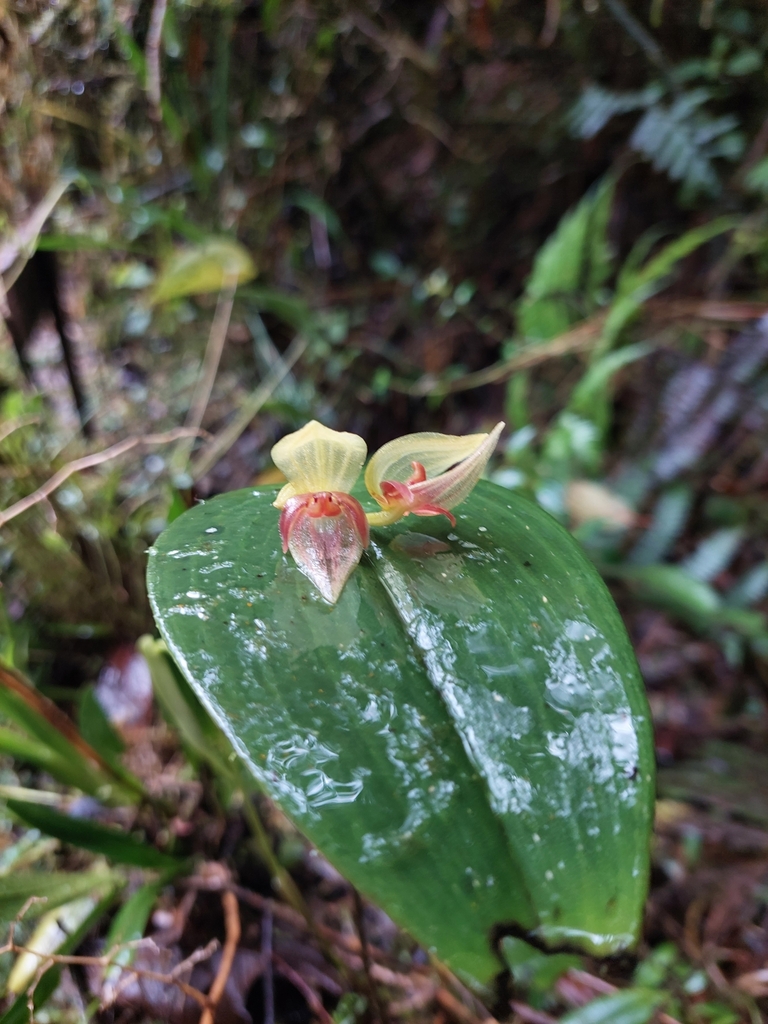 Pleurothallis deflexa