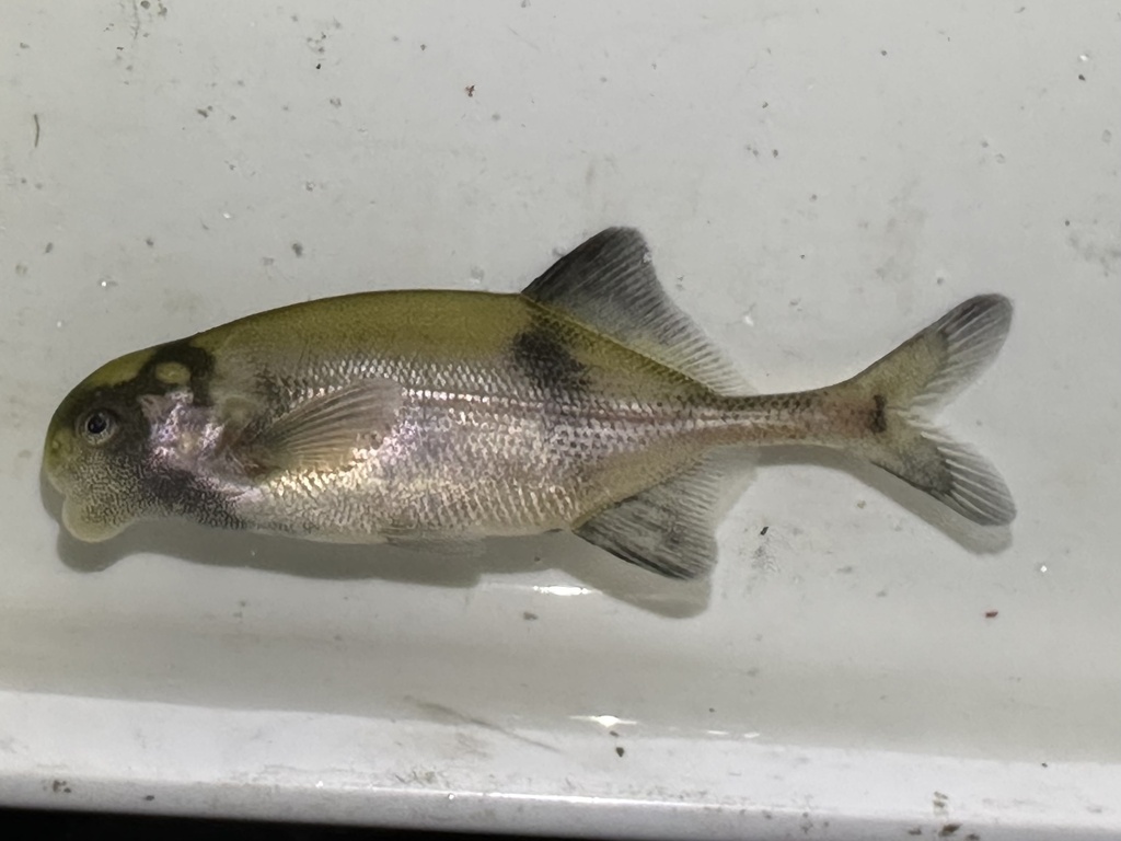 Zambezi parrotfish (Cyphomyrus discorhynchus) — Mormyridae