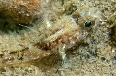 Massuti's Goby photo 3
