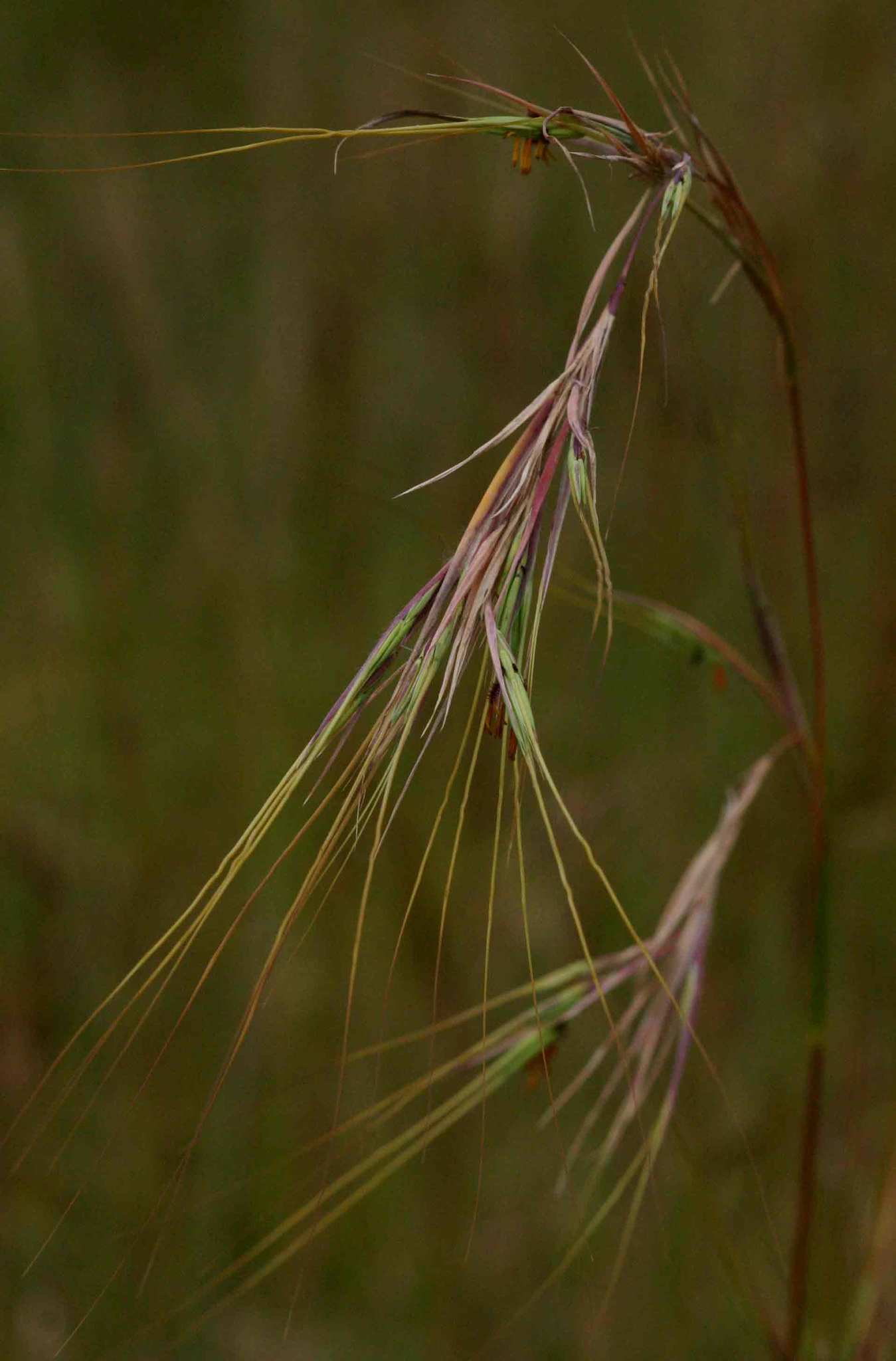 Hyperthelia