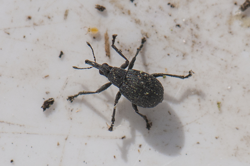 Eutrichapion melancholicum, 2015-04-29