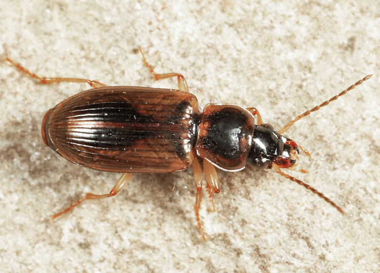 Black-middled Harp Ground Beetle