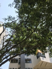 Ficus benjamina benjamina