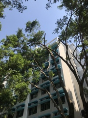 Ficus benjamina benjamina