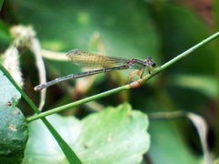 Ischnura senegalensis