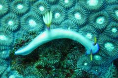 Hypselodoris bullockii