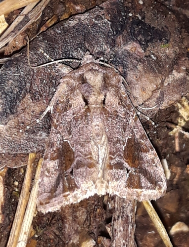 Ctenoplusia accentifera