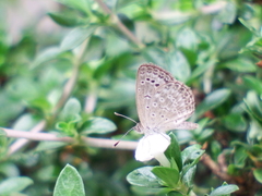 Pseudozizeeria maha okinawana