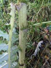 Cirsium subcoriaceum image