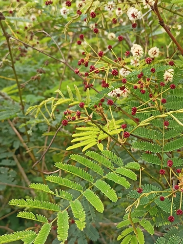 Senegalia rugata, photograph 2